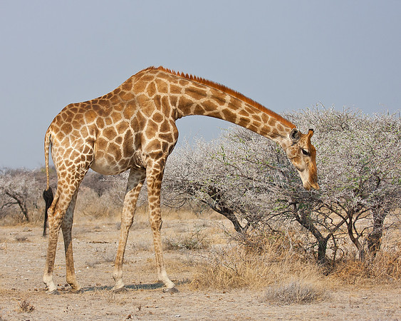 Giraffe