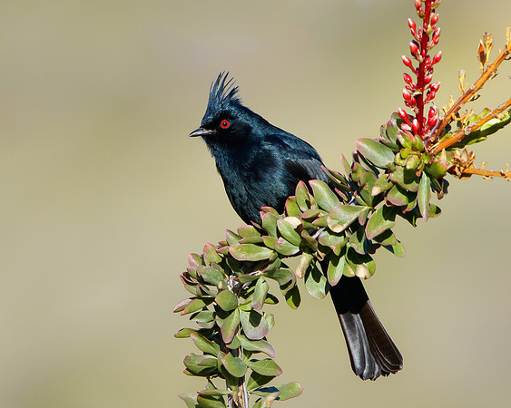 Phainopepla