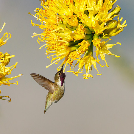 Costa's Hummingbird, feeding on agave flower