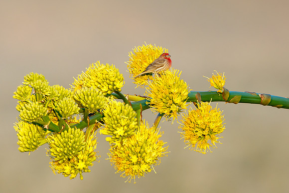 House Finch, on agave flower