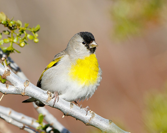 Lawrence's Goldfinch