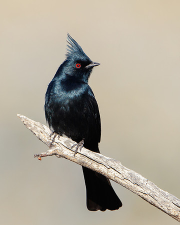 Phainopepla