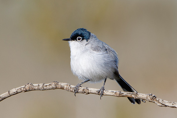 Black-tailed Gnatcatcher