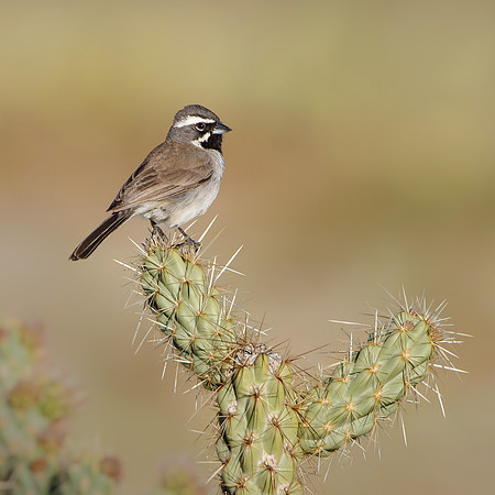 Black-throated Sparrow