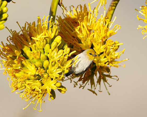 Verdin, on agave flower
