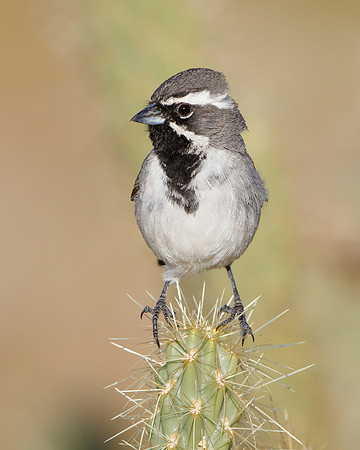 Black-throated Sparrow