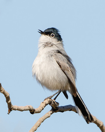 Black-tailed Gnatcatcher