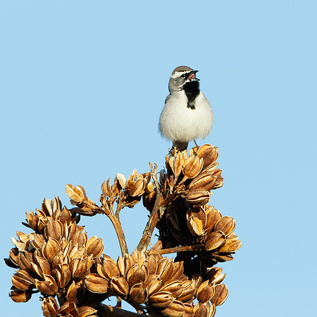 Black-throated Sparrow