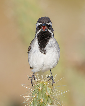 Black-throated Sparrow