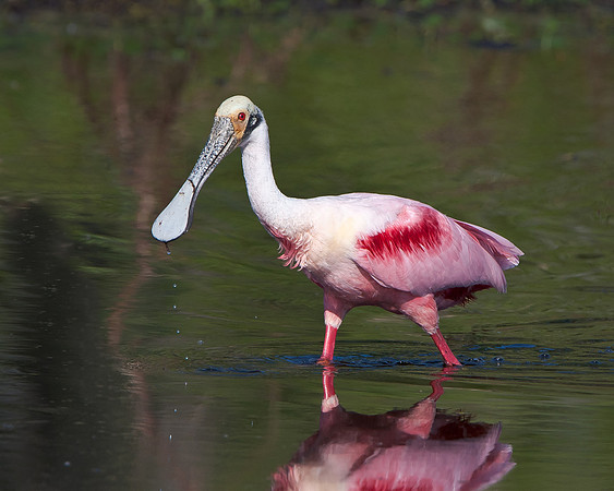 Roseate Spoonbill