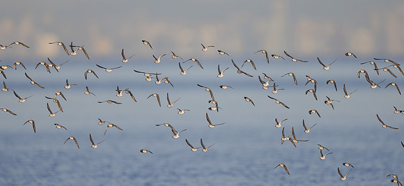 Least Sandpipers; SF skyline in background