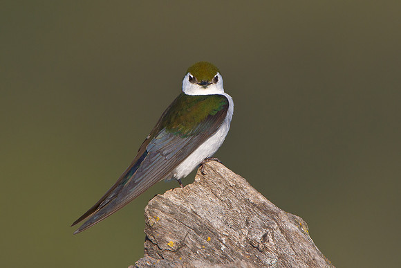 Violet-green Swallow