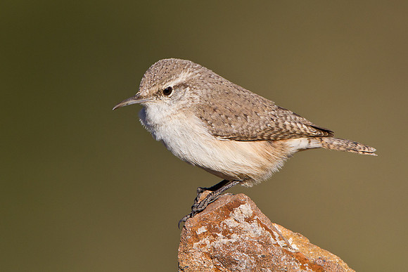 Rock Wren
