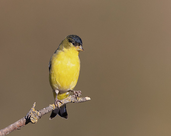 Lesser Goldfinch