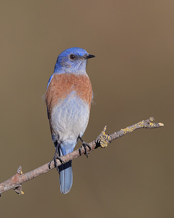 Western Bluebird