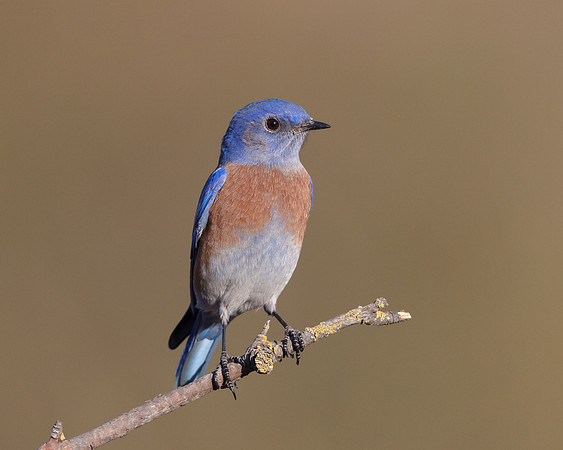 Western Bluebird
