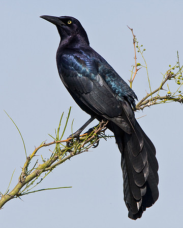 Great-tailed Grackle