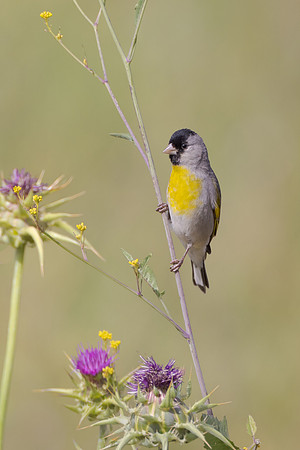 Lawrence's Goldfinch