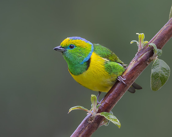 Golden-browed Chlorophonia