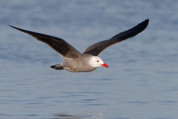 Heermann's Gull