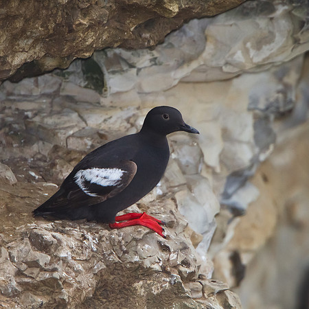 Pigeon Guillemot, at nest site on cliff edge