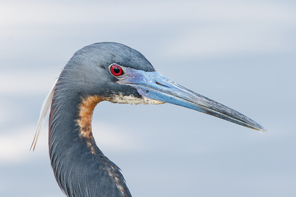 Tricolored Heron