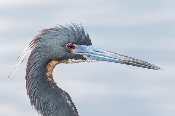 Tricolored Heron
