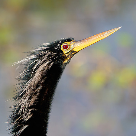 Anhinga