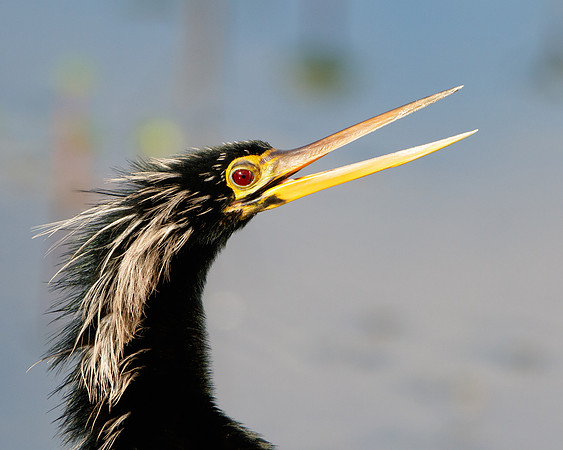 Anhinga