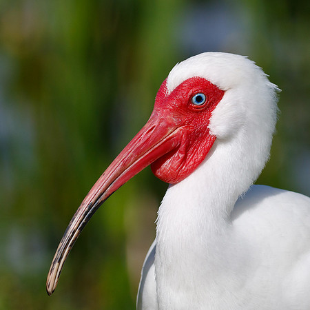 White Ibis