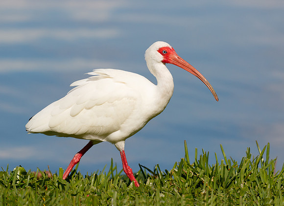 White Ibis