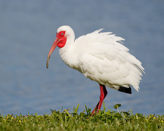 White Ibis