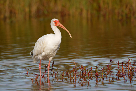 White Ibis