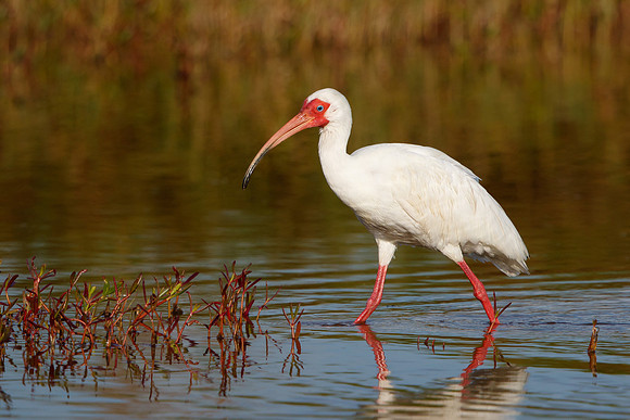 White Ibis