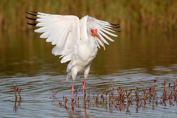 White Ibis