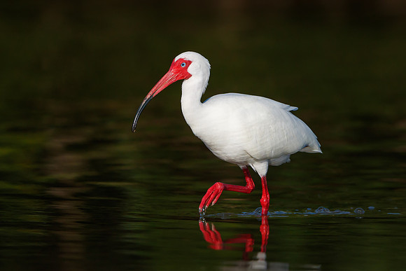 White Ibis