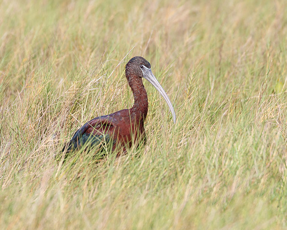 Glossy Ibis