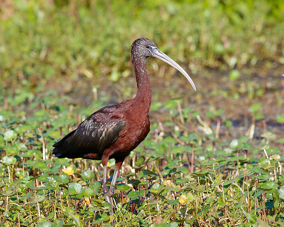 Glossy Ibis