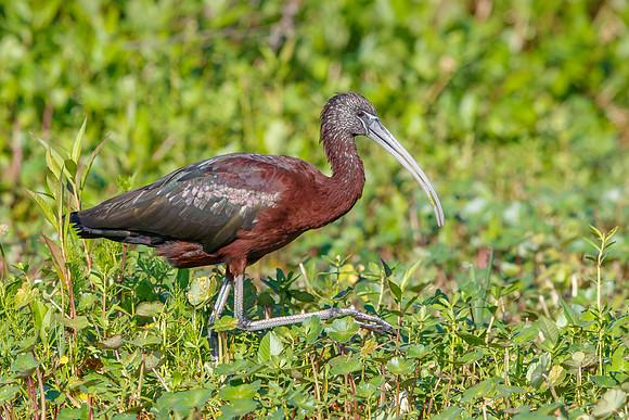 Glossy Ibis