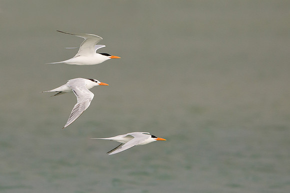 Royal Terns
