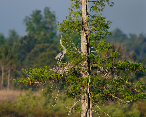 Great Blue Heron, at nest