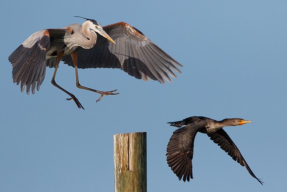 Great Blue Heron