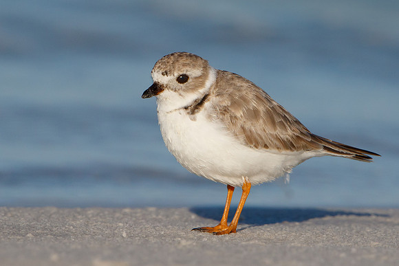 Semi-palmated Plover