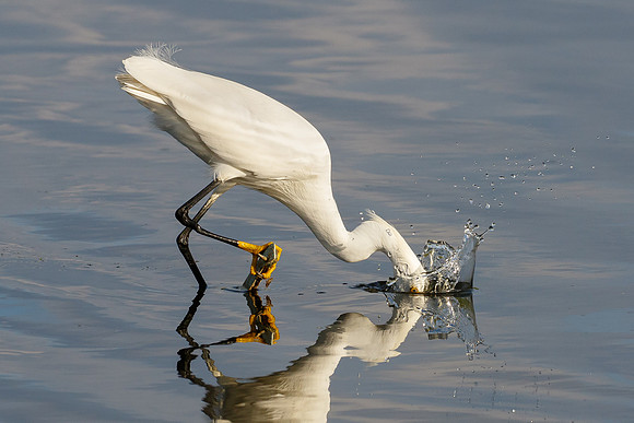 Snowy Egret