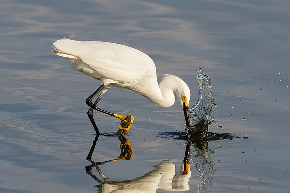 Snowy Egret