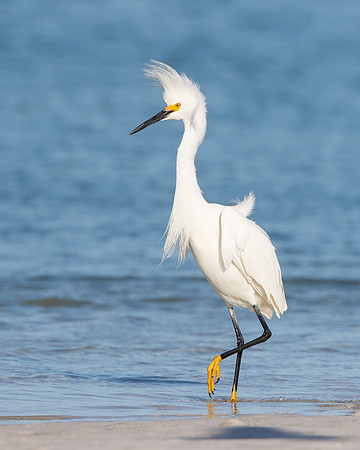 Snowy Egret