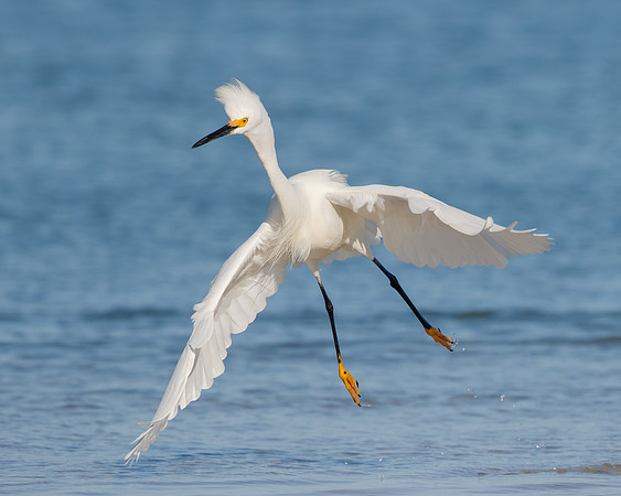Snowy Egret