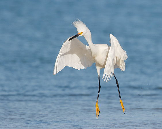 Snowy Egret