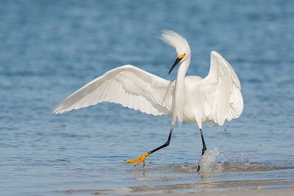 Snowy Egret