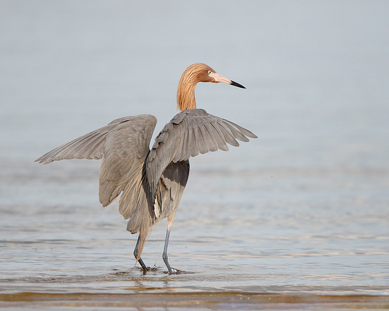 Reddish Egret